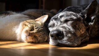 CBD et comportements : que peut-on vraiment en attendre chez l’animal ?