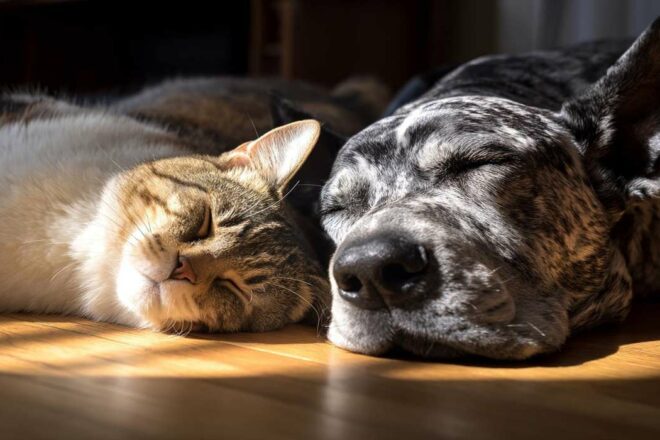 CBD et comportements : que peut-on vraiment en attendre chez l’animal ?