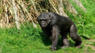 Une découverte zoologique exceptionnelle : le singe Bili
