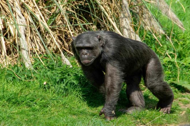 Une découverte zoologique exceptionnelle : le singe Bili