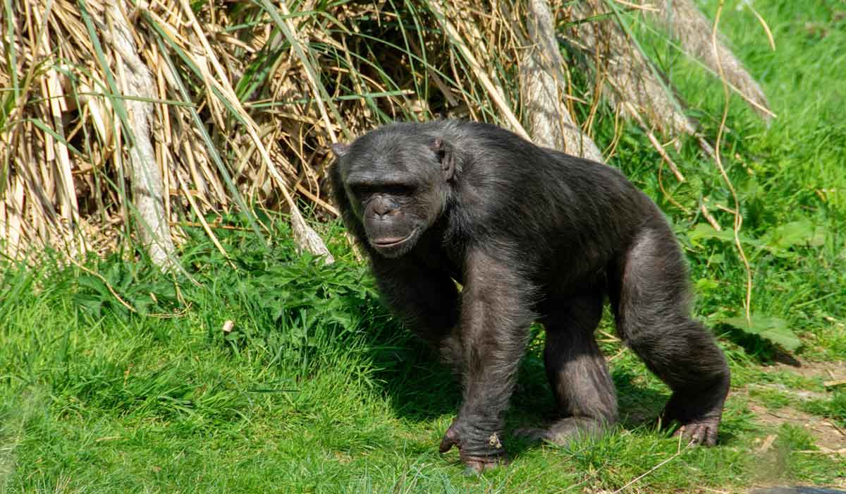 Une découverte zoologique exceptionnelle : le singe Bili