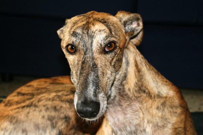 L’abandon de chiens en Espagne : un pays à deux vitesses