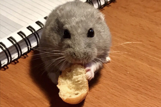 Les nouveaux animaux de compagnie (NAC) dans nos foyers : une maltraitance passée sous silence