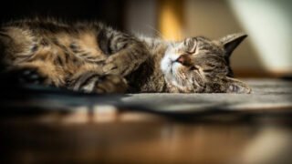 resanimo.com, plateforme de mise en relation entre les propriétaires d’animaux et les petsitters & pensions professionnels