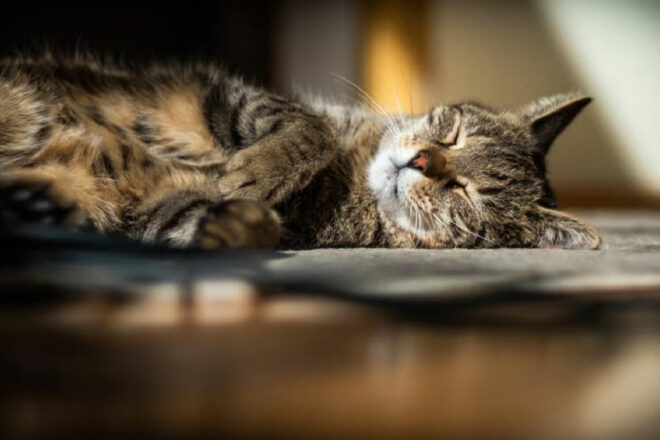 resanimo.com, plateforme de mise en relation entre les propriétaires d’animaux et les petsitters & pensions professionnels