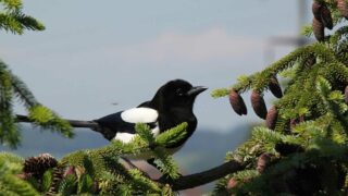 Pour les animaux classés injustement ESOD, l’heure décisive au Conseil d’État approche !