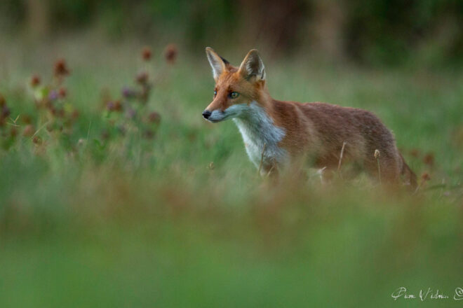 Photographie animalière, genèse d’une passion