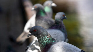 Station Dupleix : l’agonie des pigeons face à l’inertie coupable de la RATP