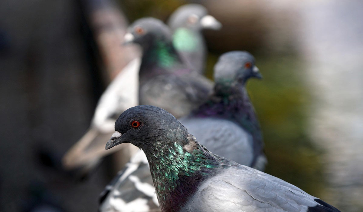 Station Dupleix : l’agonie des pigeons face à l’inertie coupable de la RATP