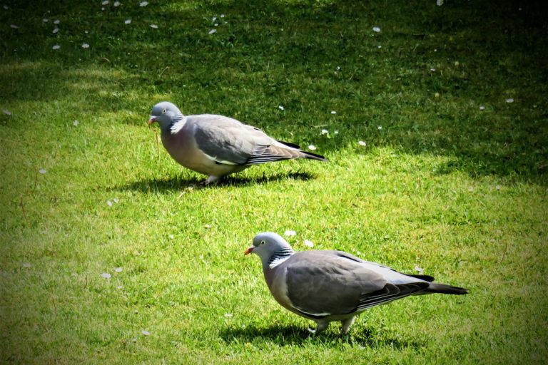 Société Protectrice Des Oiseaux Des Villes - Nadia Fontenaille