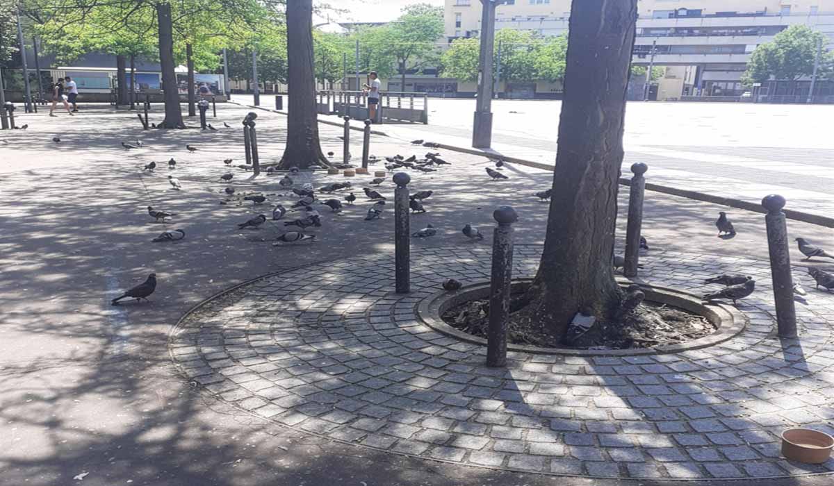 Pigeons en péril dans une copropriété de Vitry-sur-Seine Pigeons en péril dans une copropriété de Vitry-sur-Seine