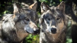 Plan loup : un échec programmé