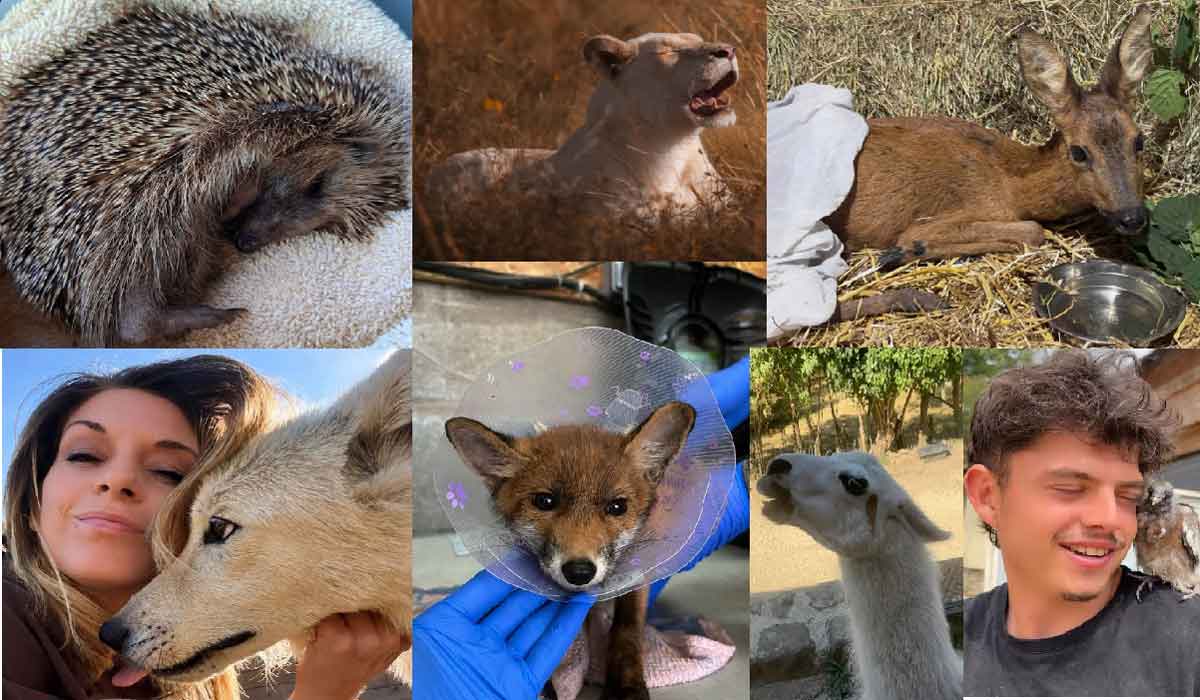Créateurs de compagnie : un marathon caritatif sur Twitch en faveur d’un sanctuaire animalier