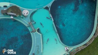 Marineland, Planète Sauvage, pour les cétacés de France, même combat !
