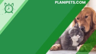 Planipets : au cœur du bien-être animal via les compétences du web