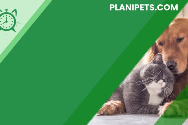 Planipets : au cœur du bien-être animal via les compétences du web