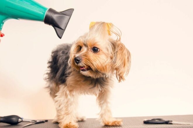 Planipets, plateforme de réservations pour nos amis les animaux !