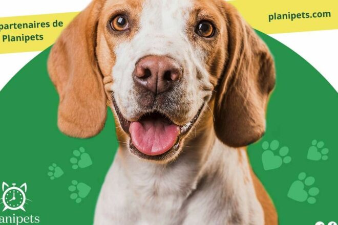 Planipets : la révolution économique pour les professionnels du bien-être animal