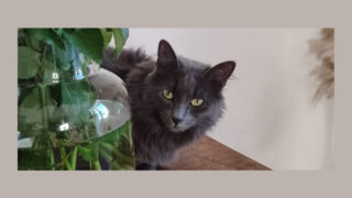 Rédaction d’une proposition de loi visant à renforcer la réponse pénale apportée aux mauvais traitements commis envers un animal