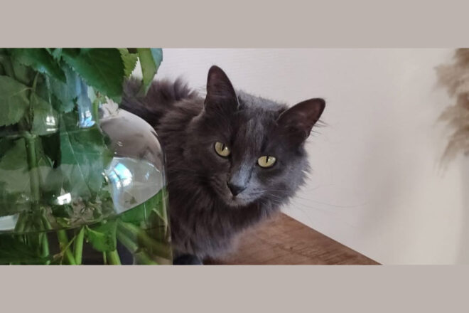 Rédaction d’une proposition de loi visant à renforcer la réponse pénale apportée aux mauvais traitements commis envers un animal