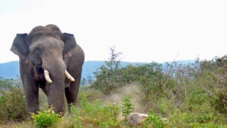 La série événement Poacher (braconnier) arrive en France