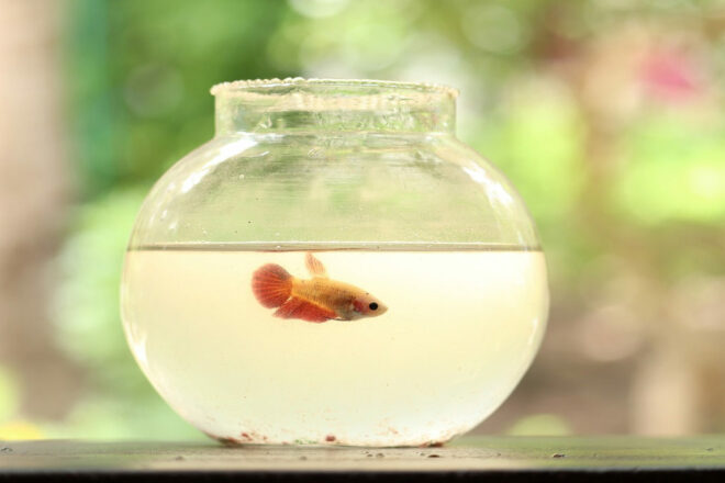 L’aquarium boule : plaidoyer pour la disparition du matériel inadapté pour nos animaux de compagnie