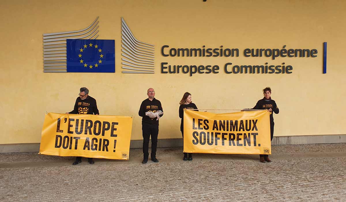 Élections européennes : L214 expose un porcelet mort et affiche la Commission