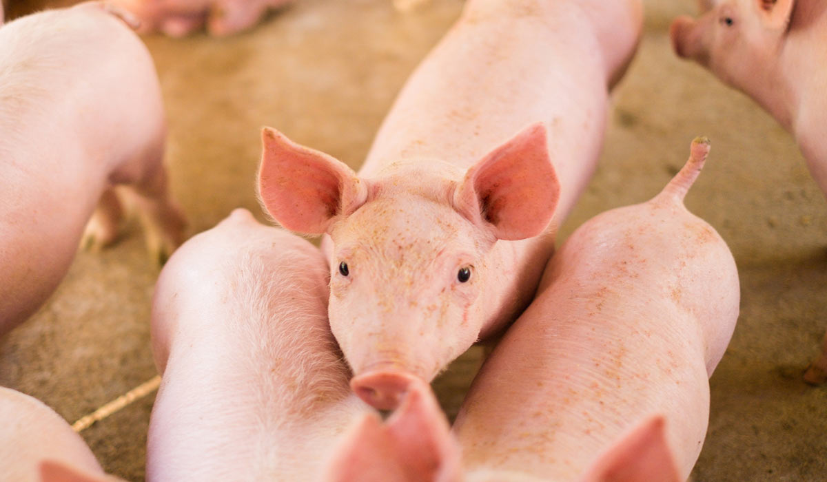 Salon de l’Agriculture 2026 : focus sur la castration physique des porcelets, une pratique d’élevage en nette diminution depuis 10 ans ! Salon de l’Agriculture 2026 : focus sur la castration physique des porcelets, une pratique d’élevage en nette diminution depuis 10 ans !