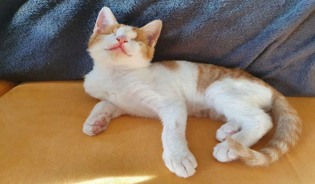 Trois jours de solidarité sur la plateforme Twitch pour soutenir les chats handicapés