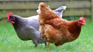 Une poule dans ma vie, une poule de compagnie ?