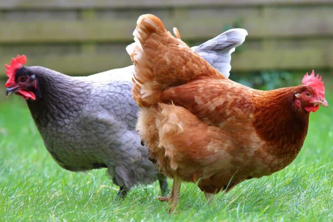 Une poule dans ma vie, une poule de compagnie ?