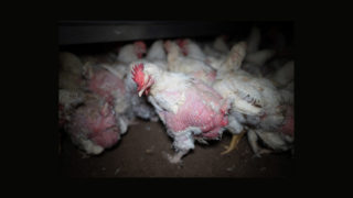 Enquête dans un élevage de poules et coqs reproducteurs à Ploërmel (Morbihan)