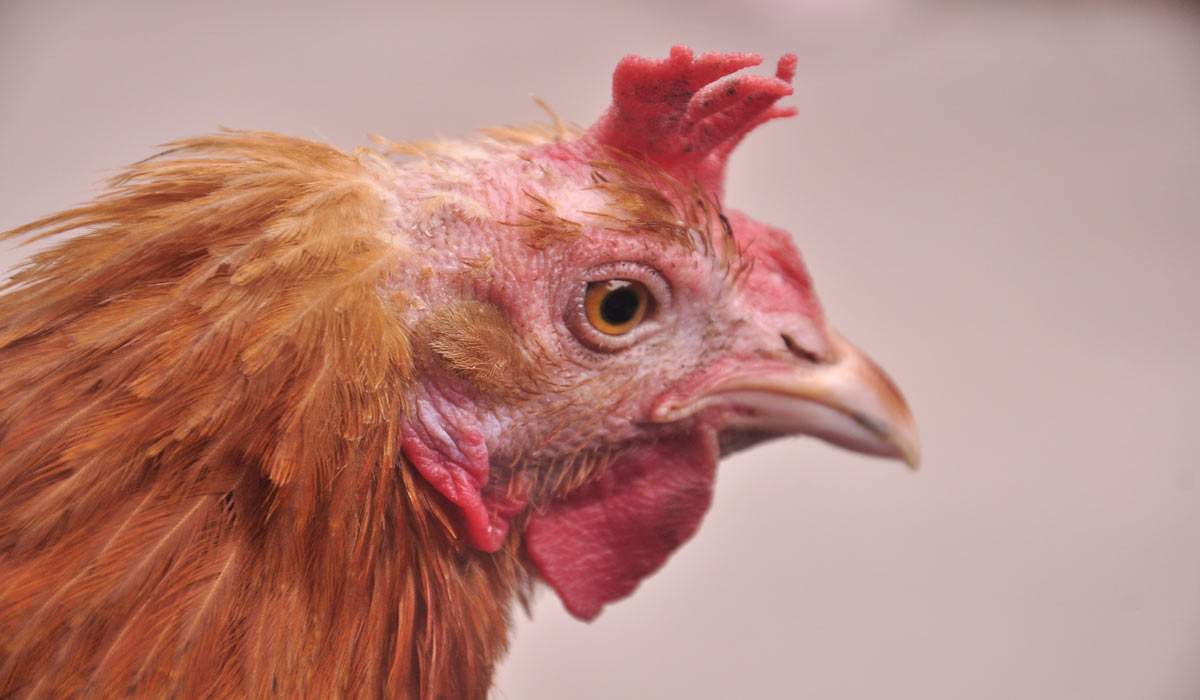 Bien-être animal : de l’illusion à la réalité, nos organisations alertent sur les logos trompeurs Bien-être animal : de l’illusion à la réalité, nos organisations alertent sur les logos trompeurs