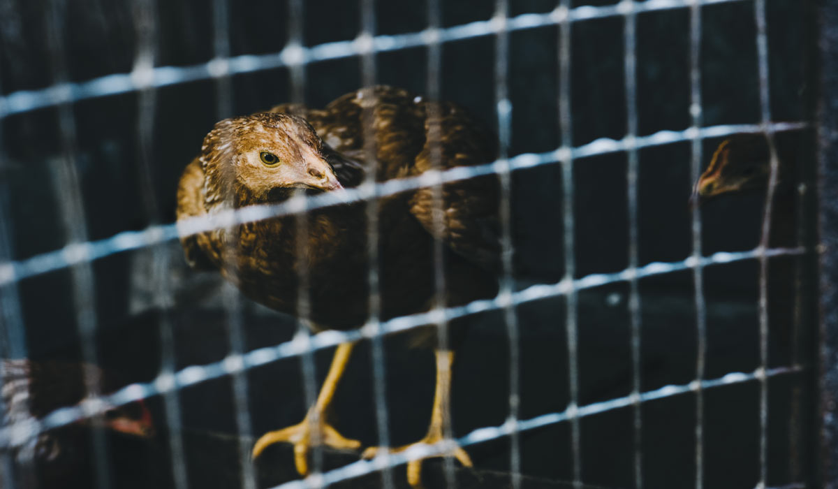 Du jardin de la Présidente à la cage industrielle : les millions d’invisibles Du jardin de la Présidente à la cage industrielle : les millions d’invisibles