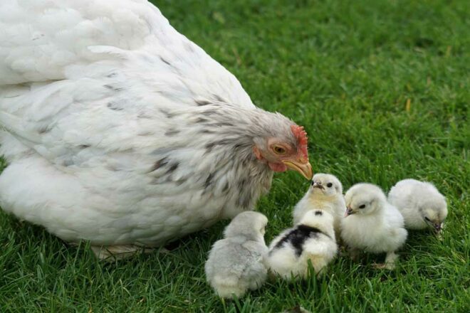 Faire éclore des poussins en classe, une fausse bonne idée
