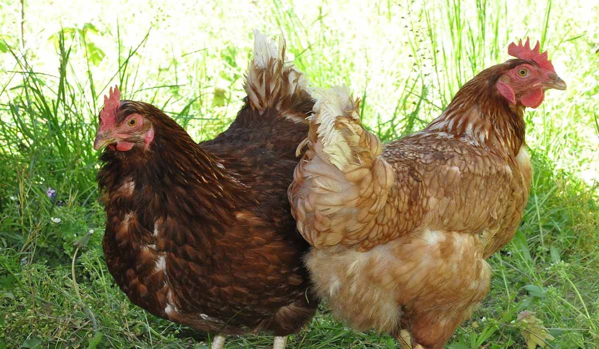 La Commission européenne doit réaffirmer son engagement en faveur d’une action législative sur le bien-être animal, car une fuite partielle suscite des inquiétudes