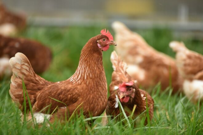 A vos marques, prêt sauvez !