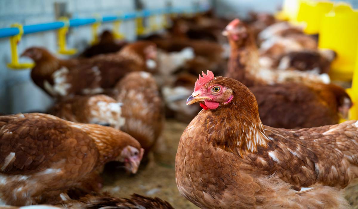 L’Europe se réchauffe. Les animaux et l’agriculture sont en danger L’Europe se réchauffe. Les animaux et l’agriculture sont en danger
