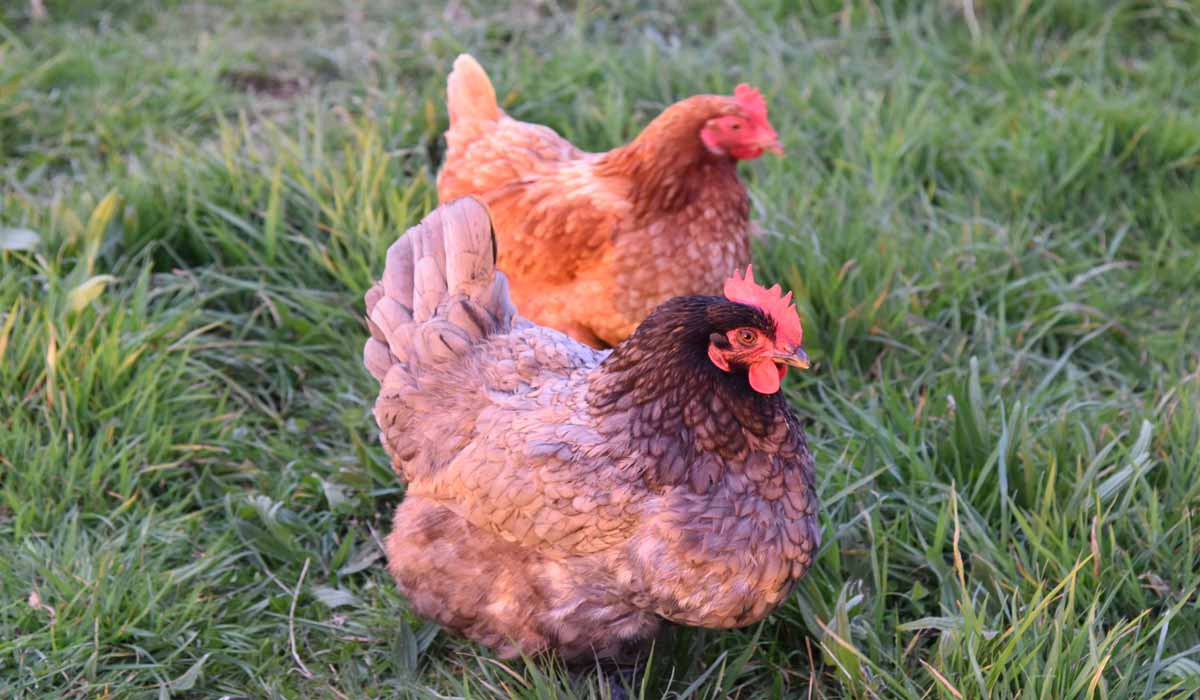 La stratégie de l’UE pour l’élevage prévoit la fin des cages ; aucune espèce ne doit être laissée pour compte
