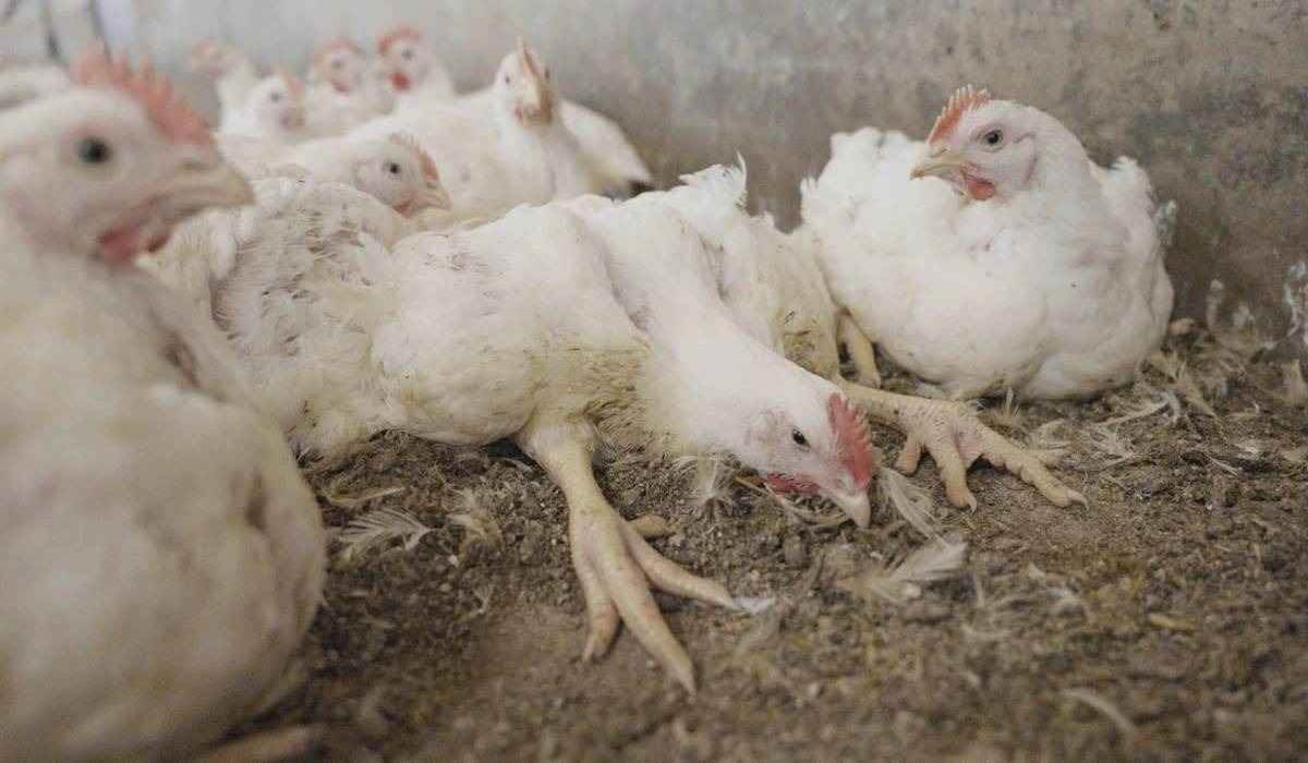 Loi d’urgence agricole et « Guerre du poulet » : et si la France se trompait de combat ?
