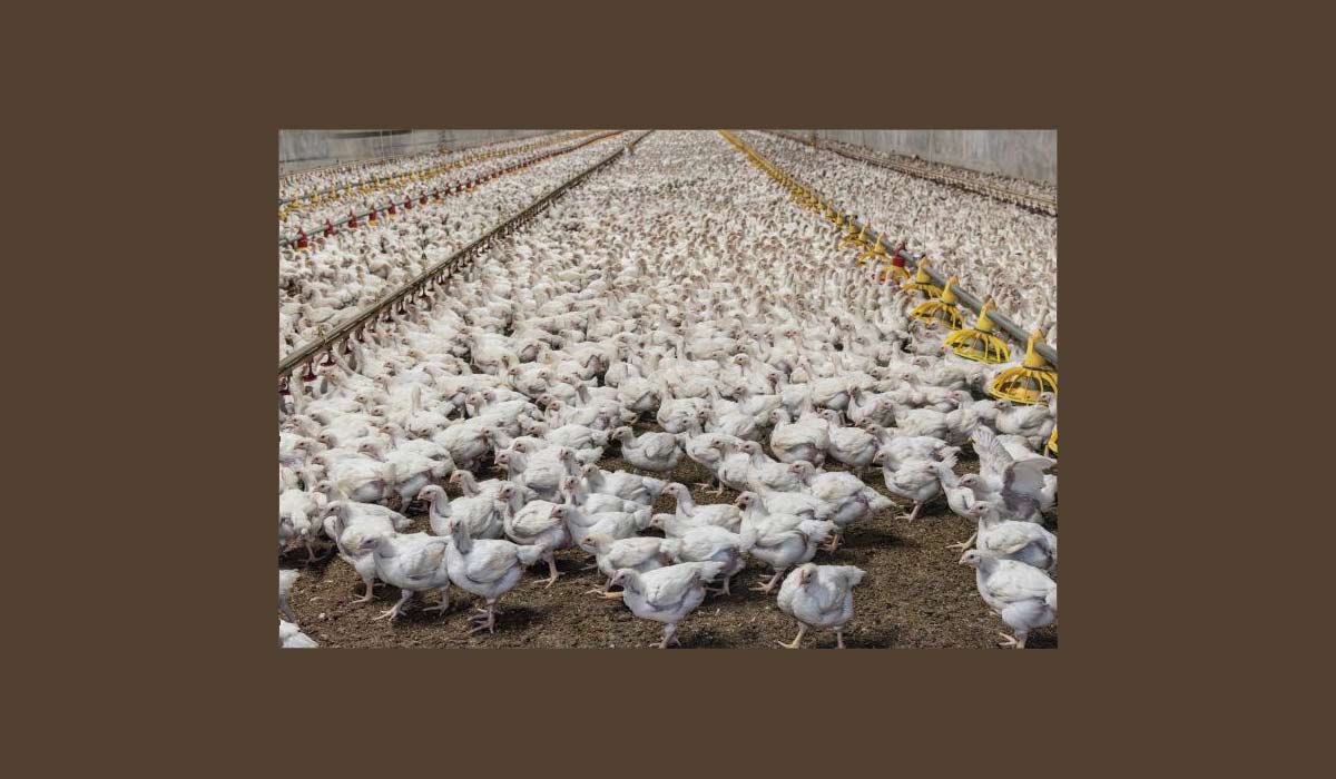 Une nouvelle enquête révèle l’emprise des entreprises sur l’industrie européenne de la viande de poulet