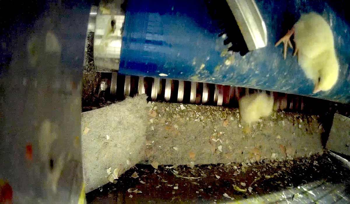 Elevages : mobilisation des citoyens européens pour la fin des cages et l’interdiction du broyage des poussins mâles Elevages : mobilisation des citoyens européens pour la fin des cages et l’interdiction du broyage des poussins mâles