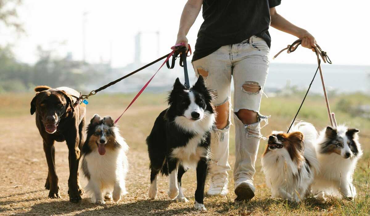 Balades, parcs, territoires engagés : où vivent les chiens les plus heureux de France ? PlayDogs dévoile le premier palmarès des régions, départements et villes les plus accueillants pour les chiens