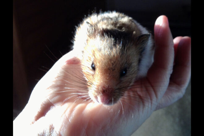 Adultes protégés, quelle protection pour leurs animaux de compagnie ?