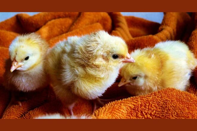 Une protection différenciée pour les animaux