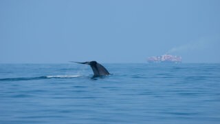 L’UE adopte une mesure historique pour protéger la vie marine