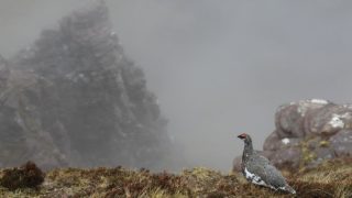 Chasse : le juge administratif offre un répit à certaines espèces