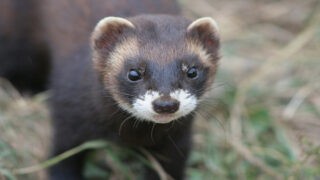 Putois et surmulot tués par des pièges : audience le 2 avril à Lorient !