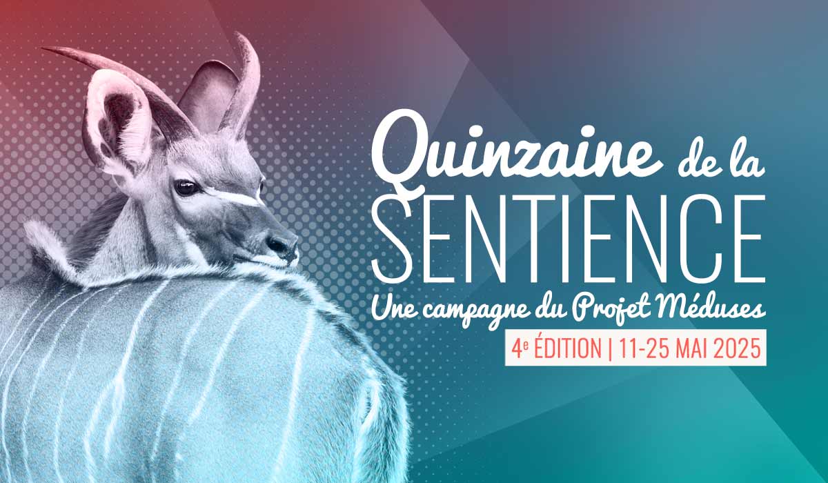 Le Projet Méduses lance la 4e édition de la Quinzaine de la Sentience