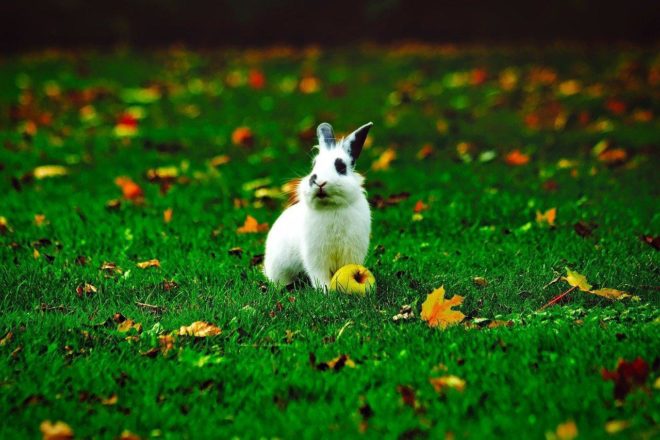 La pomme ou le lapin ?